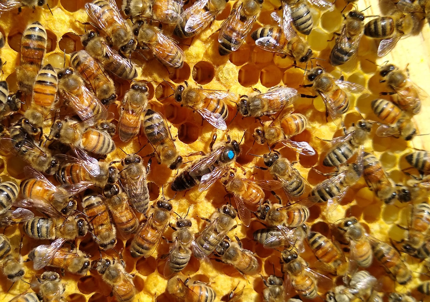 2025 Queen - Locally bred and mated
