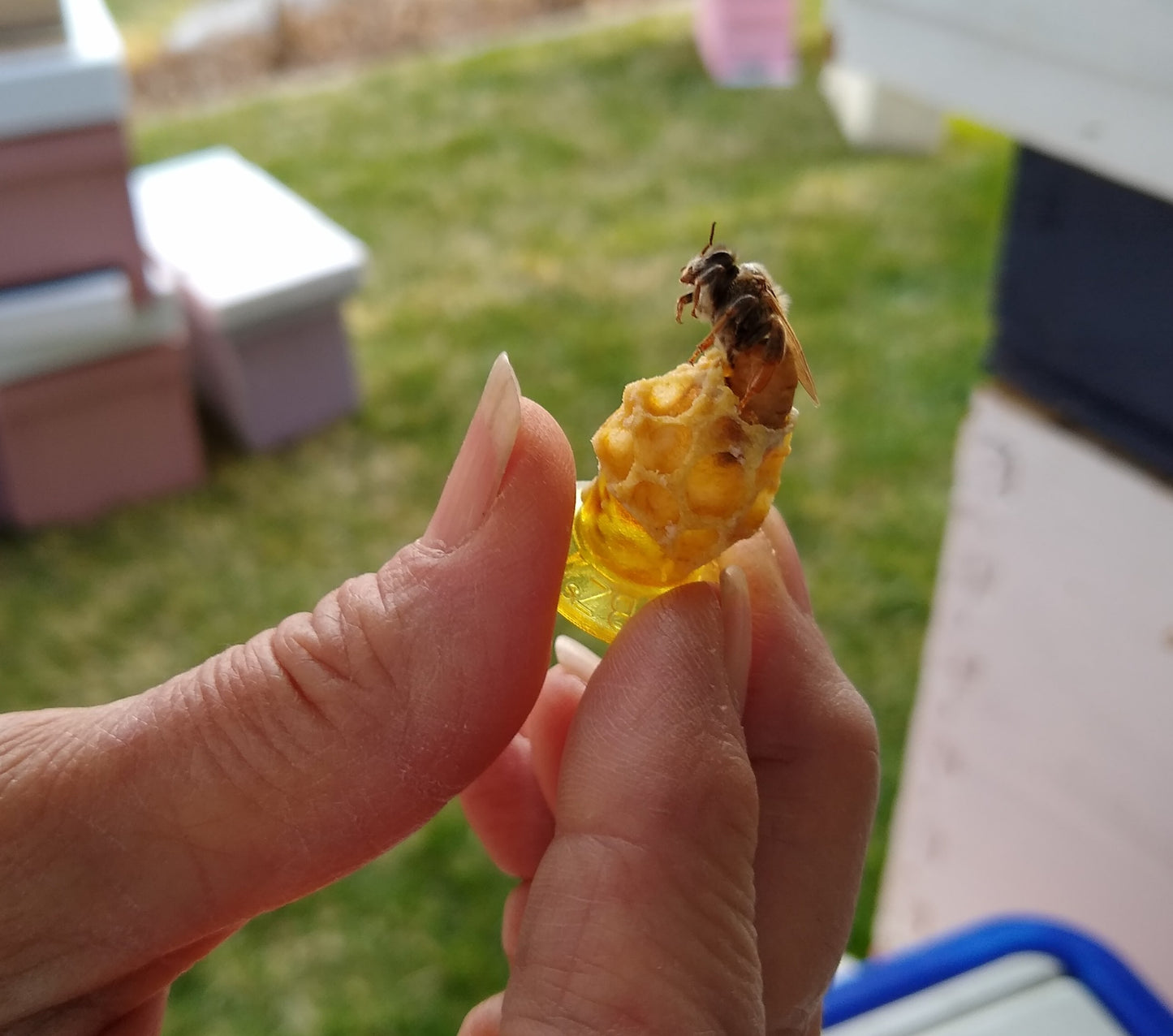 2025 Queen - Locally bred and mated