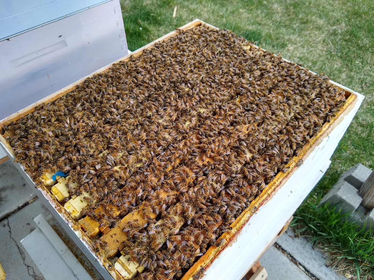 2025 Queen **Available Mid-April***