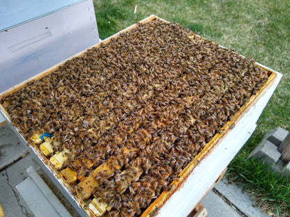 2025 Queen **Available Mid-April***