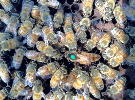 2025 Queen **Available Mid-April***