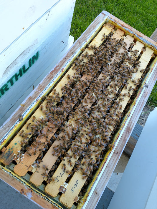 5-Frame Nucleus (Nuc) Colony Spring 2025