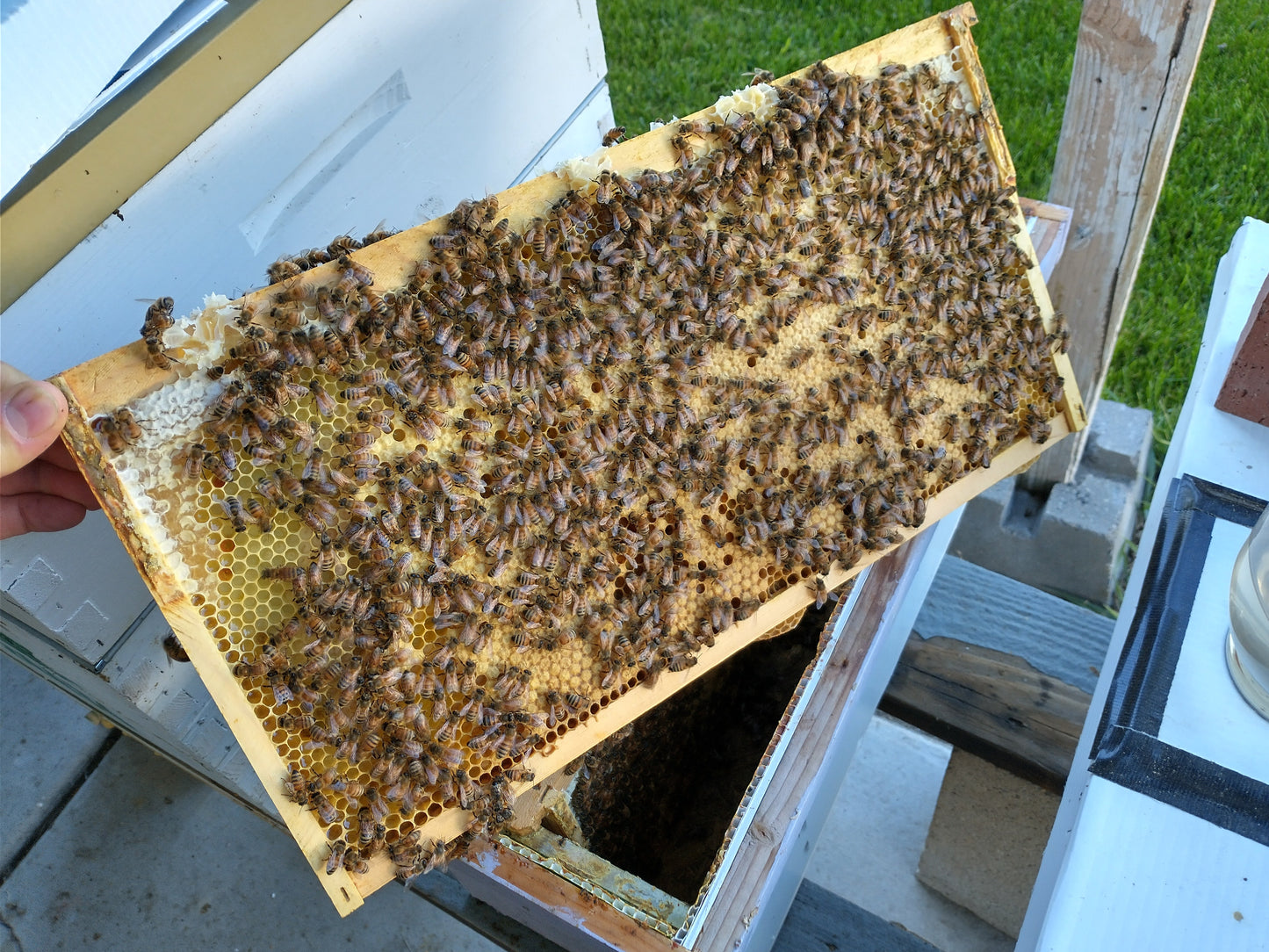 5-Frame Nucleus (Nuc) Colony Spring 2025